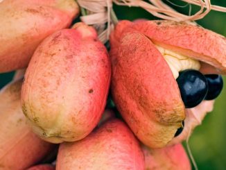 Ackee: Tropické ovoce, které v nezralé podobě způsobuje smrt