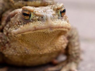 Oshiketakata: Smrtelně jedovatá žába, kterou považují africké kmeny za posvátné jídlo