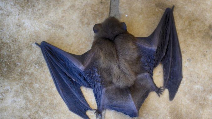 Smažený, vařený i uzený netopýr: Thajské pochoutky, které sice nevoní lákavě, jsou ale mnohými vyhledávané