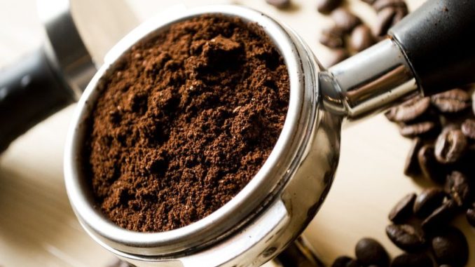 Jedna z nejdražších káv na světě pochází z trusu cibetek. Za kilogram dáte i 1000 dolarů