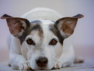 Klasické cukroví může vašim mazlíčkům ublížit. Připravte jim letos jejich speciální